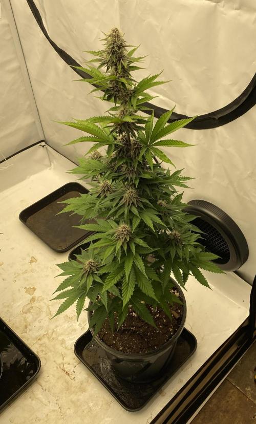 Barneys G13 Haze Fem. Week 8