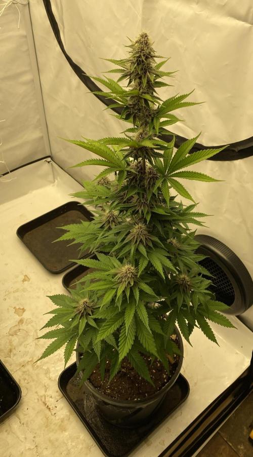 Barneys G13 Haze Fem. Week 8