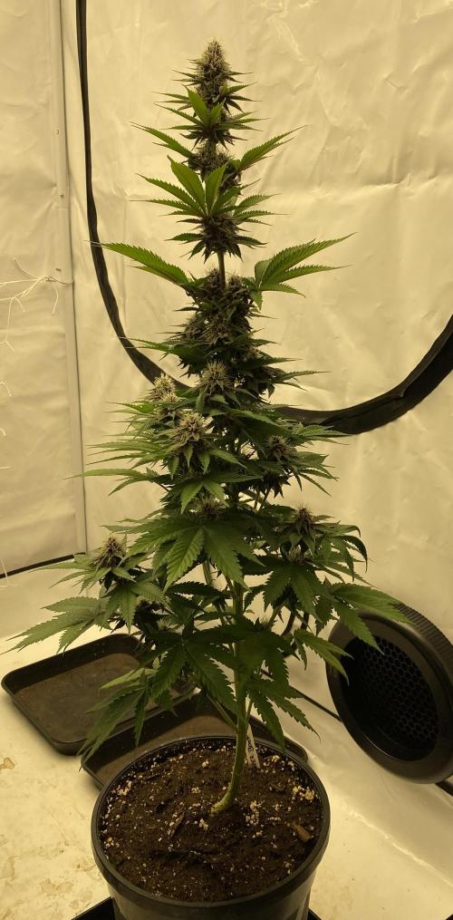 Barneys G13 Haze Fem. Week 8