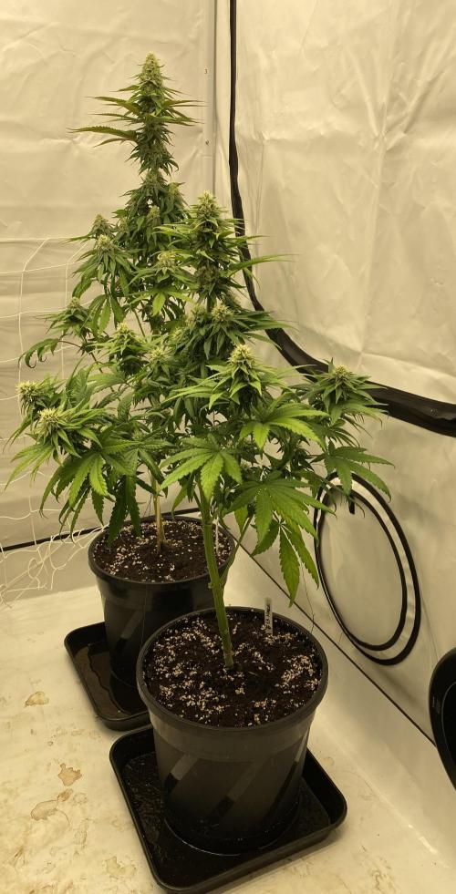 Barneys G13 Haze Fem. Week 8