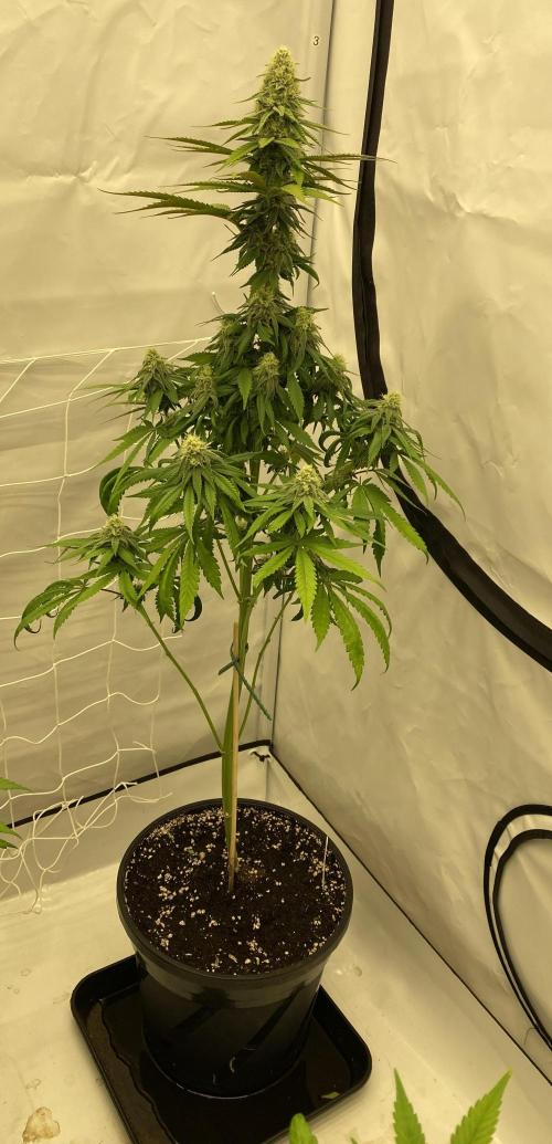 Barneys G13 Haze Fem. Week 8