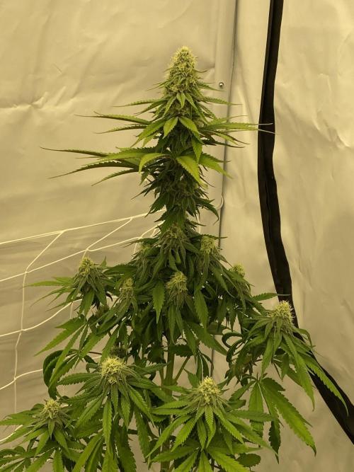 Barneys G13 Haze Fem. Week 8