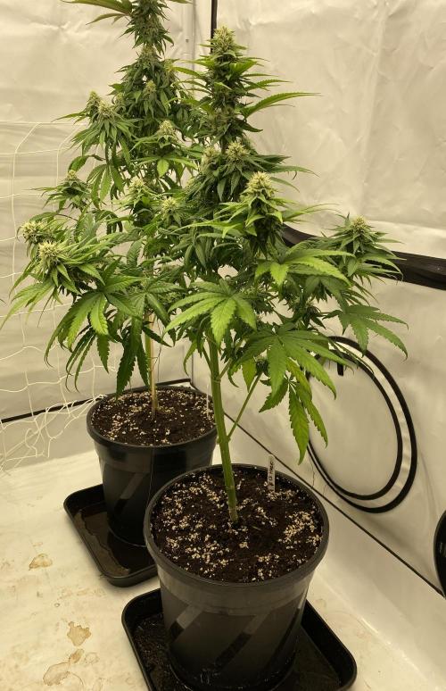 Barneys G13 Haze Fem. Week 8