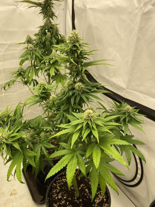 Barneys G13 Haze Fem. Week 8