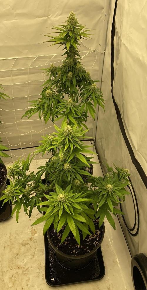 Barneys G13 Haze Fem. Week 8