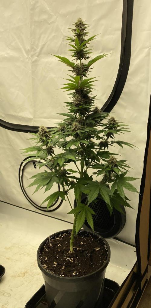 Barneys Super Boof. Week 8