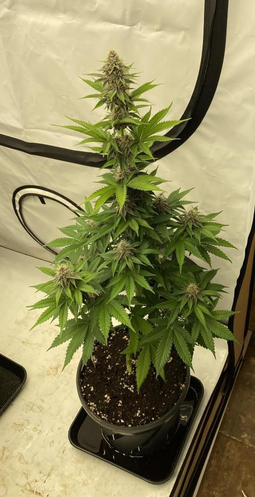 Barneys Super Boof. Week 8