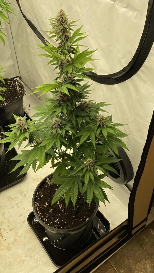 Barneys Super Boof. Week 8