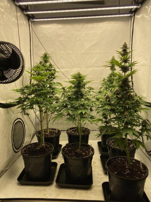 Barneys Super Boof. Week 8