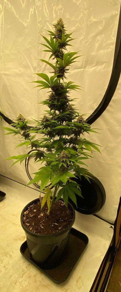 Barneys Super Boof. Week 9
