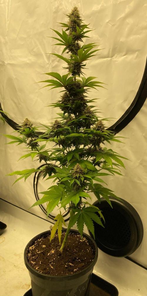 Barneys Super Boof. Week 9
