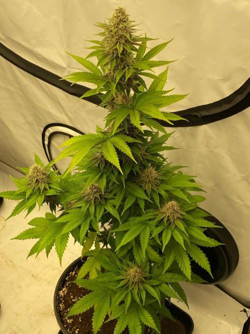 Barneys Super Boof. Week 9