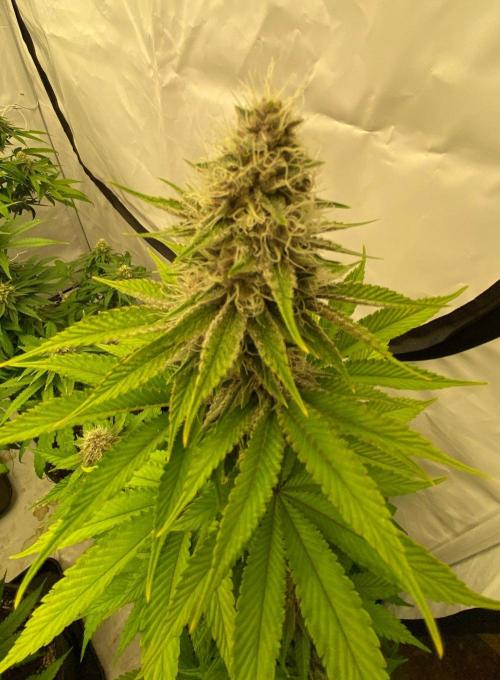 DR120. Week 9