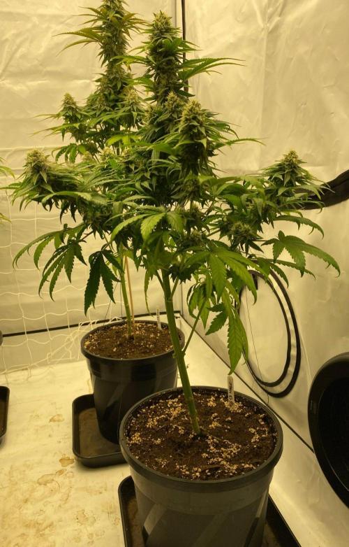 Barneys G13 Haze Fem. Week 9