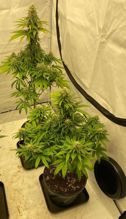 Barneys G13 Haze Fem. Week 9