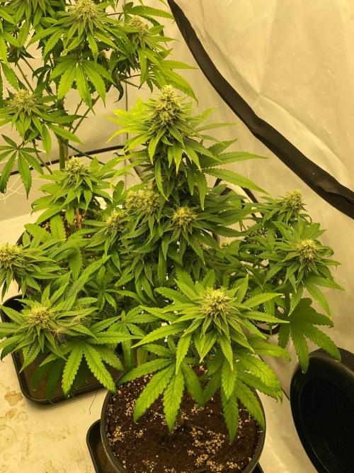 Barneys G13 Haze Fem. Week 9