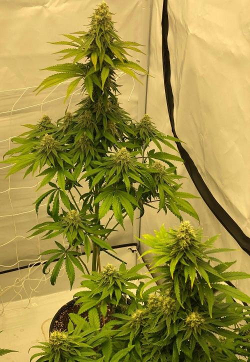 G13 Haze. Week 9