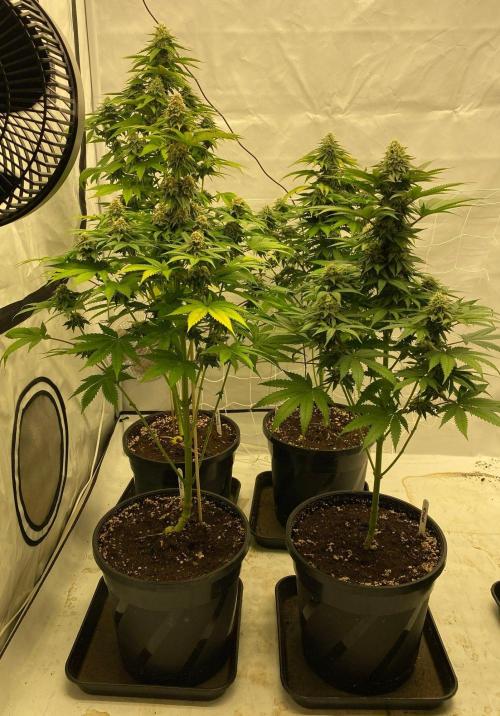 Barneys "Purple Drizzle". Week 9