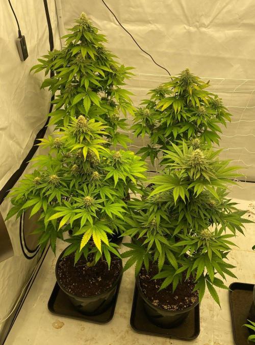Barneys "Purple Drizzle". Week 9