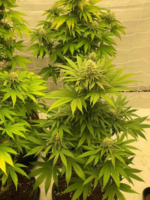 Barneys "Purple Drizzle". Week 9