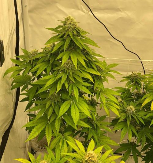 Barneys "Purple Drizzle". Week 9