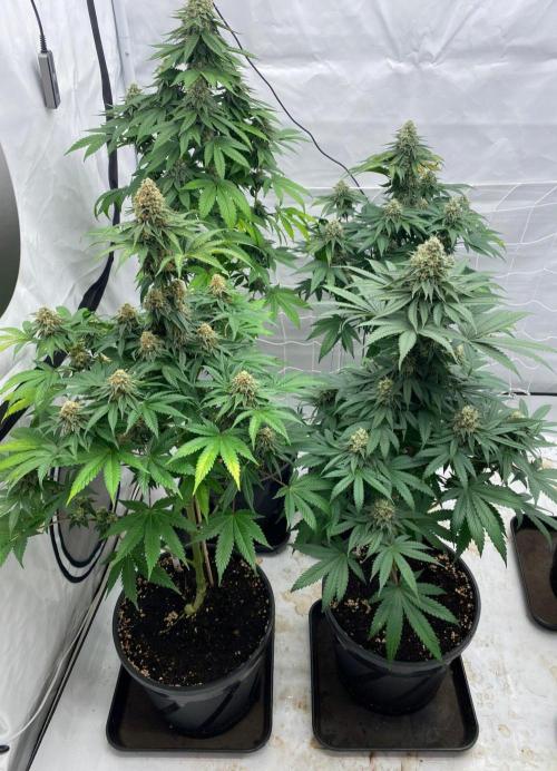 Barneys "Purple Drizzle". Week 10