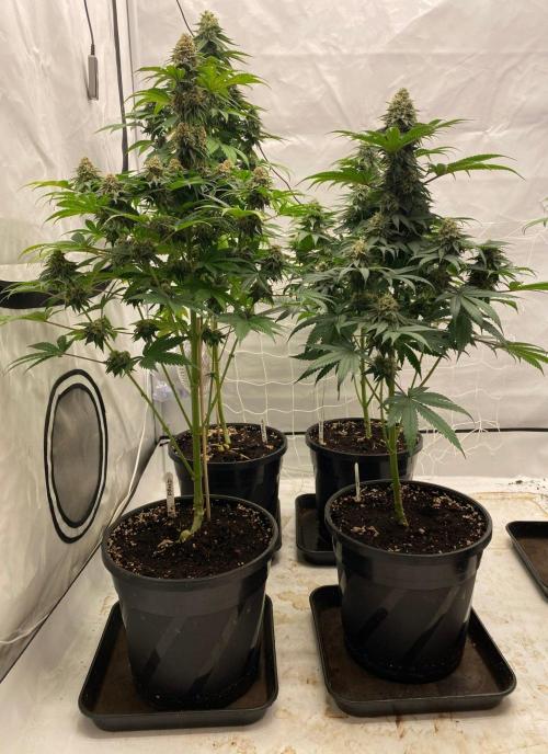 Barneys "Purple Drizzle". Week 10