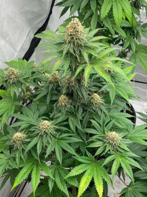 Barneys "Purple Drizzle". Week 10