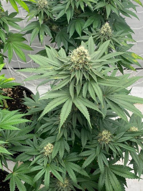 Barneys "Purple Drizzle". Week 10