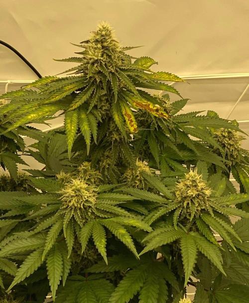 Barneys "Purple Drizzle". Week 10
