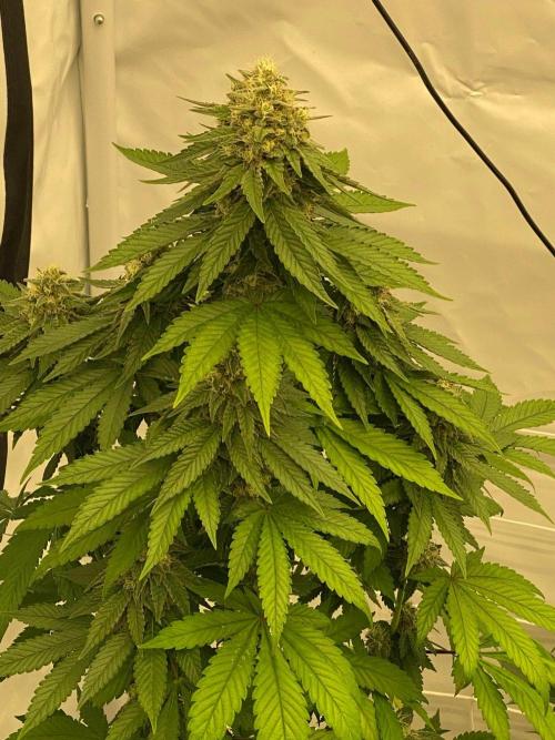 Barneys "Purple Drizzle". Week 10