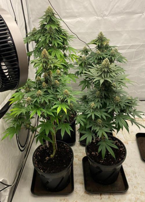 Barneys "Purple Drizzle". Week 10