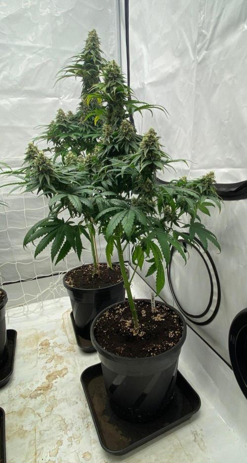 Barneys G13 Haze Fem. Week 10