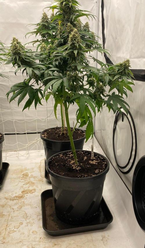 Barneys G13 Haze Fem. Week 10