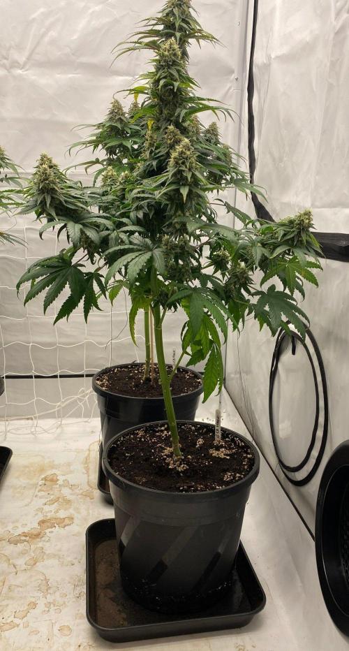 Barneys G13 Haze Fem. Week 10