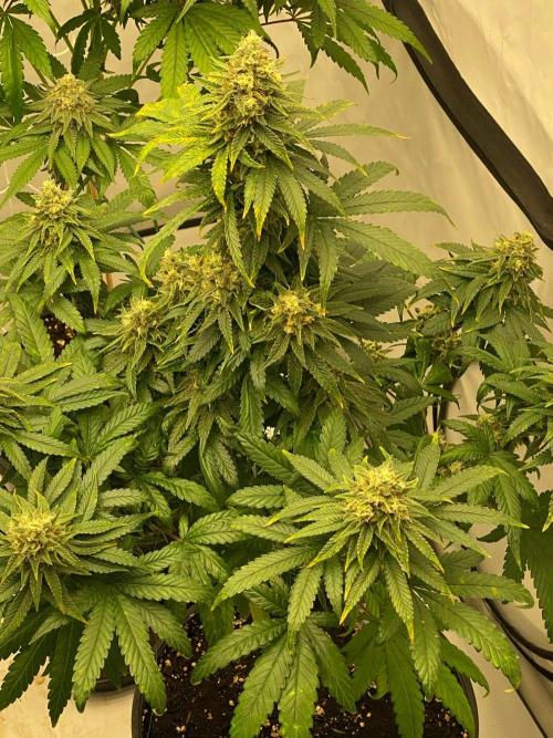 Barneys G13 Haze Fem. Week 10
