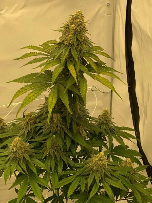 Barneys G13 Haze Fem. Week 10