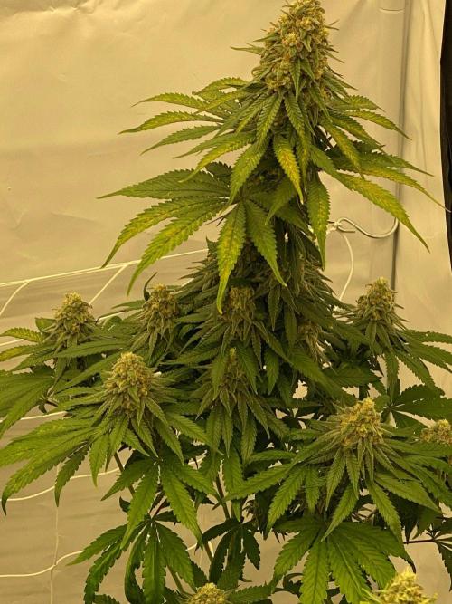 G13 Haze. Week 10