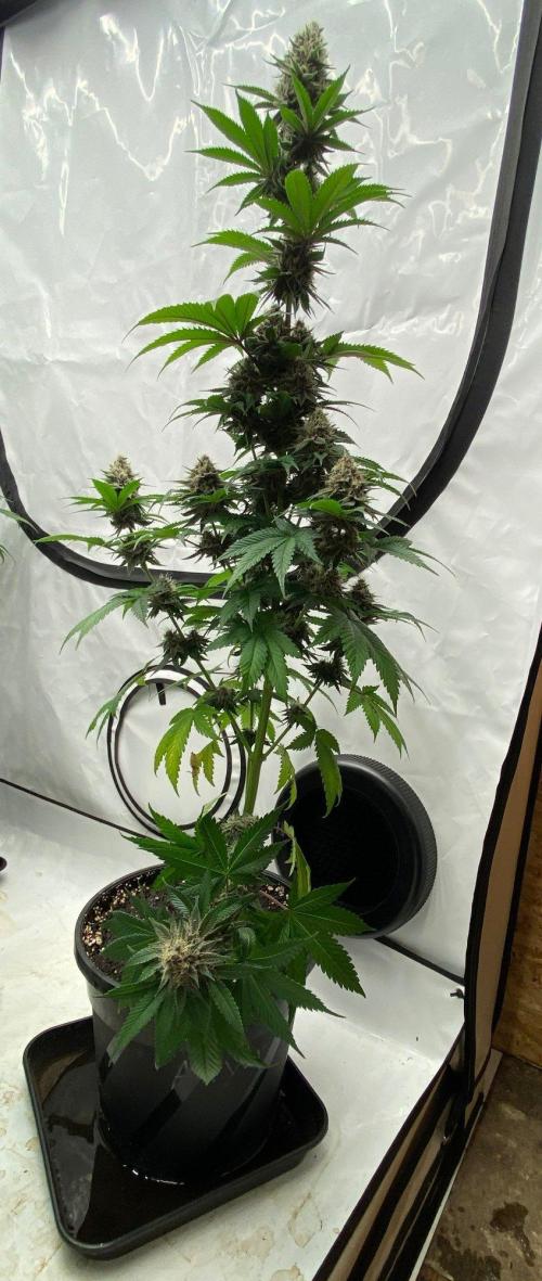 Barneys Super Boof. Week 10