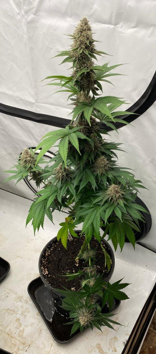 Barneys Super Boof. Week 10