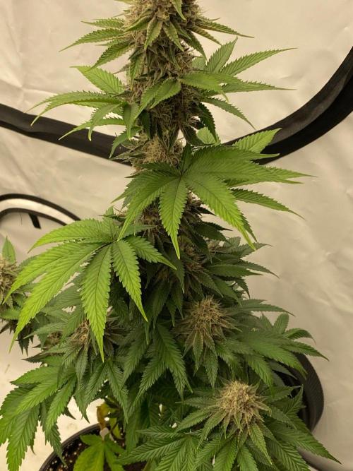 Barneys Super Boof. Week 10