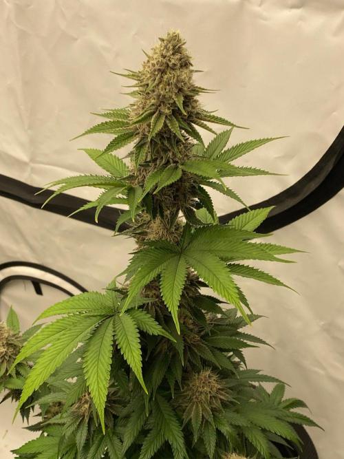 Barneys Super Boof. Week 10