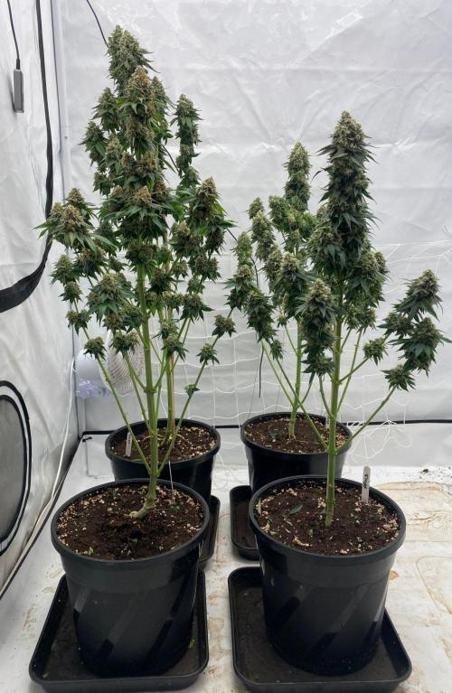 Barneys "Purple Drizzle". Week 11