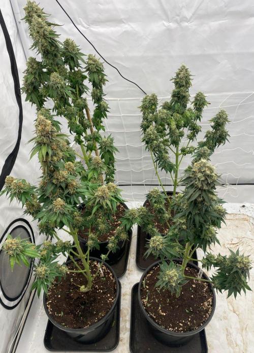 Barneys "Purple Drizzle". Week 11