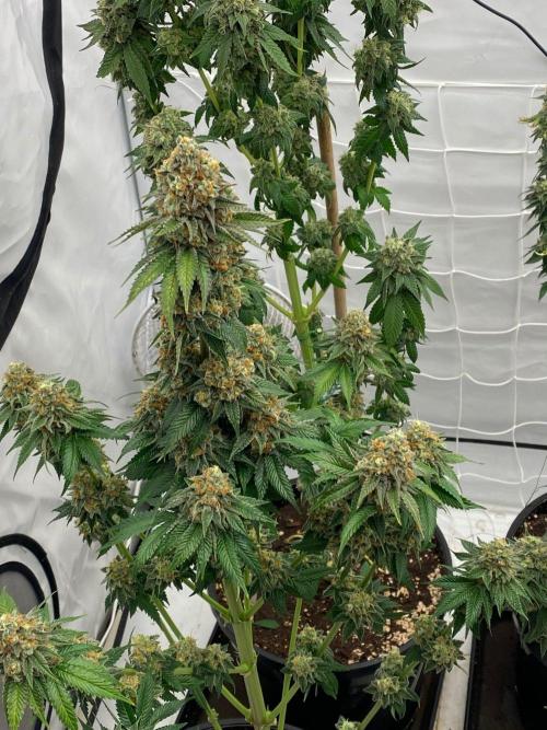 Barneys "Purple Drizzle". Week 11