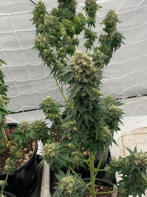 Barneys "Purple Drizzle". Week 11