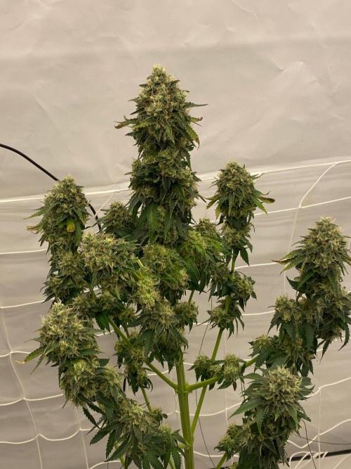 Barneys "Purple Drizzle". Week 11