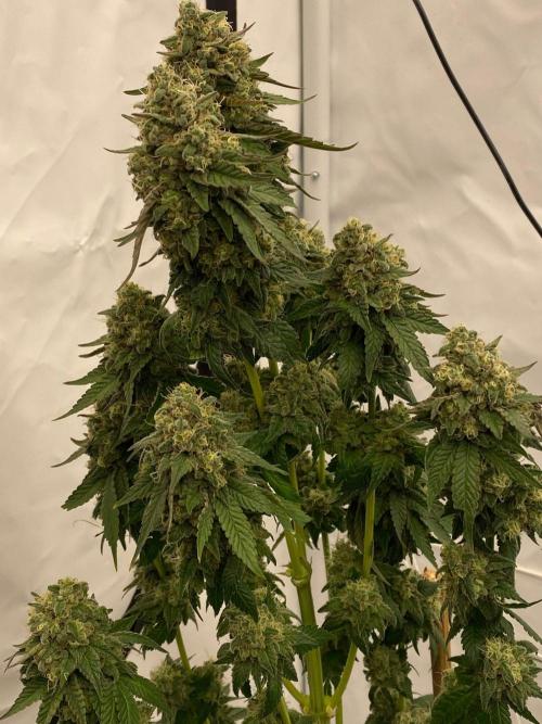 Barneys "Purple Drizzle". Week 11