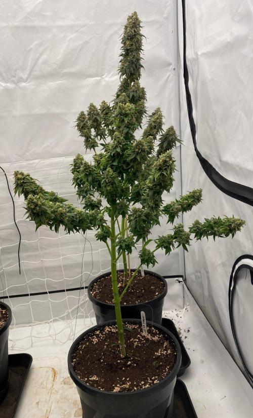 Barneys G13 Haze Fem. Week 11