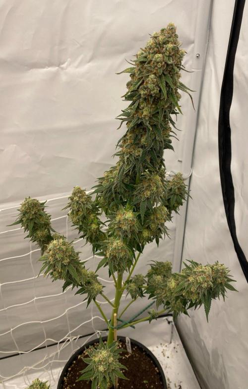 Barneys G13 Haze Fem. Week 11